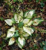 Hosta fortunei. Плодоносящее растение ('Albopicta'). Германия, г. Крефельд, Ботанический сад. 06.09.2014.