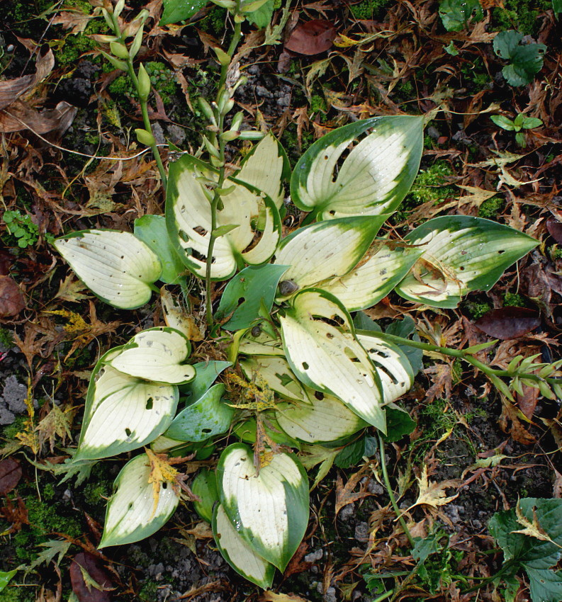 Image of Hosta fortunei specimen.