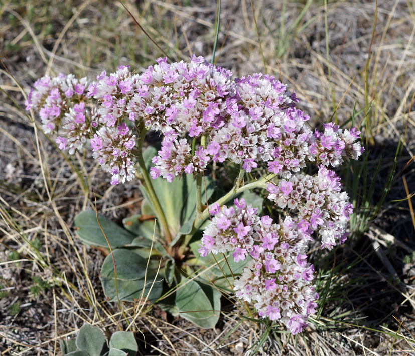 Image of Goniolimon speciosum specimen.