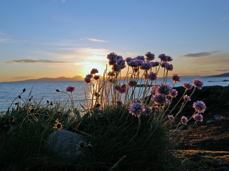 Image of Armeria maritima specimen.