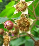 Rubus odoratus. Цветки с опавшими лепестками и бутон. Томская обл., г. Томск, парк \"Университетская роща\". 28.08.2009.