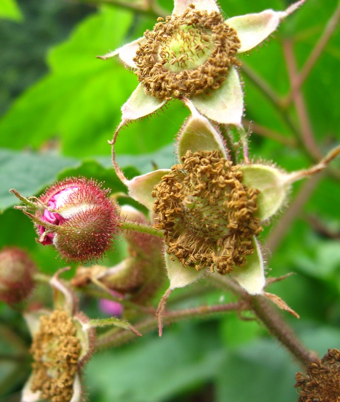 Изображение особи Rubus odoratus.