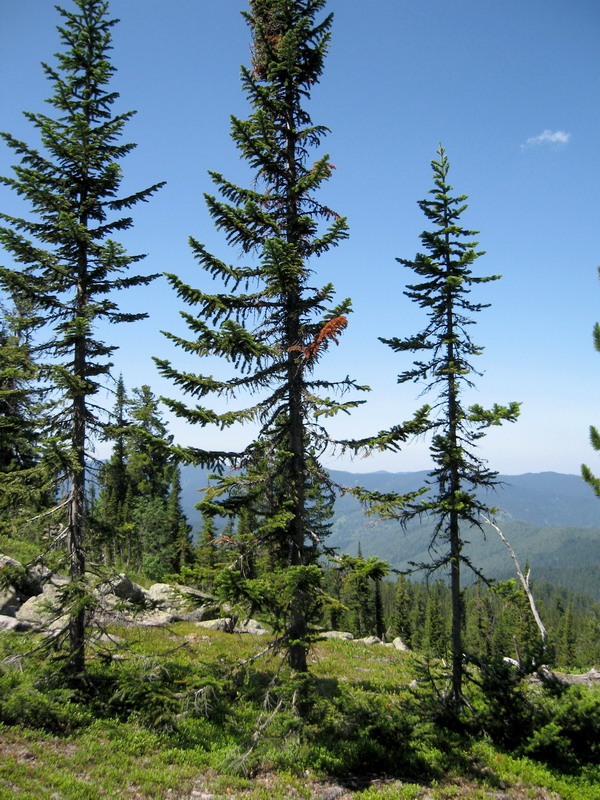 Image of Abies sibirica specimen.