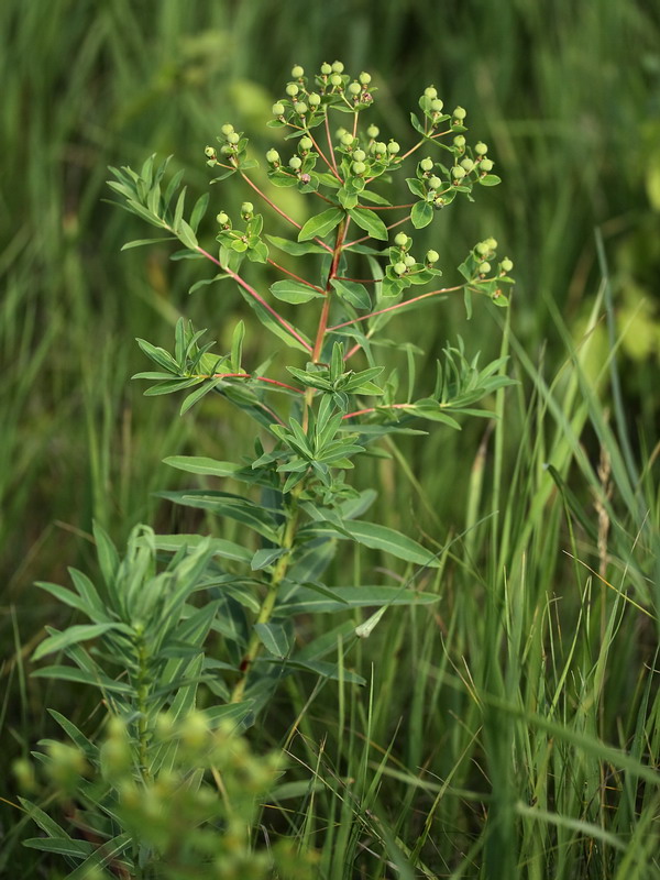 Image of Euphorbia semivillosa specimen.