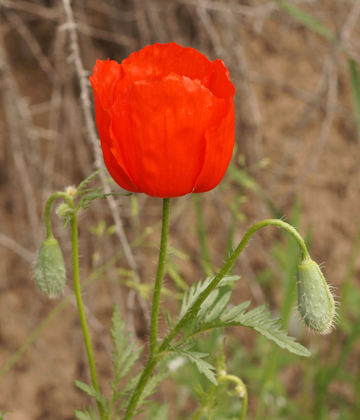 Image of Roemeria refracta specimen.