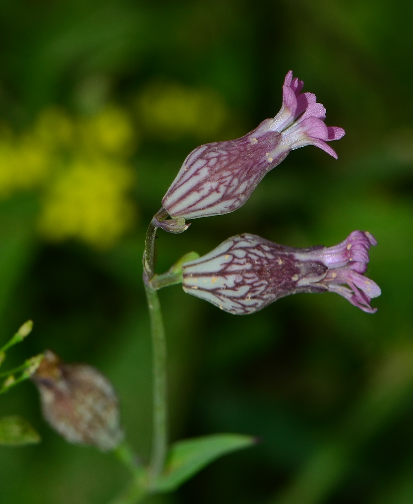 Image of Silene behen specimen.