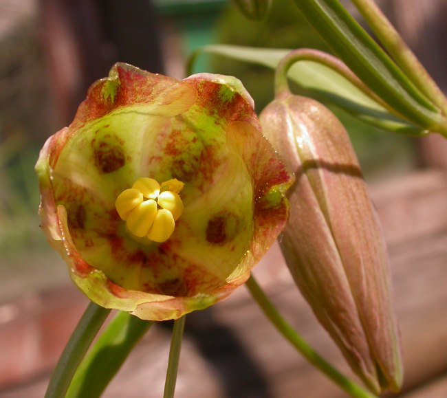 Image of Fritillaria olgae specimen.