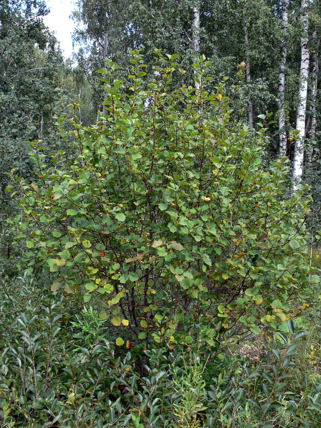 Image of Crataegus chlorocarpa specimen.