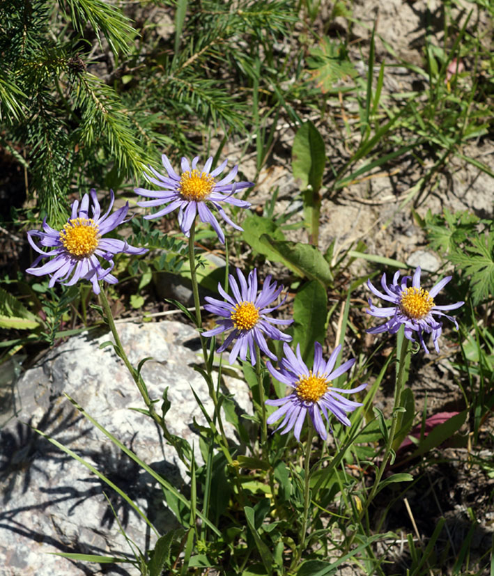 Image of Aster alpinus specimen.