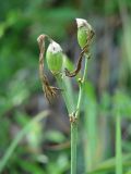 Hemerocallis minor. Плоды. Иркутская обл., Иркутский р-н, долина р. Иркут, луг. 09.08.2014.