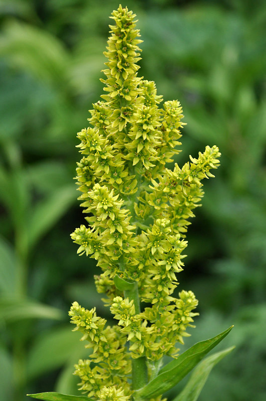 Image of Veratrum lobelianum specimen.