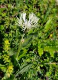 Centaurea cheiranthifolia