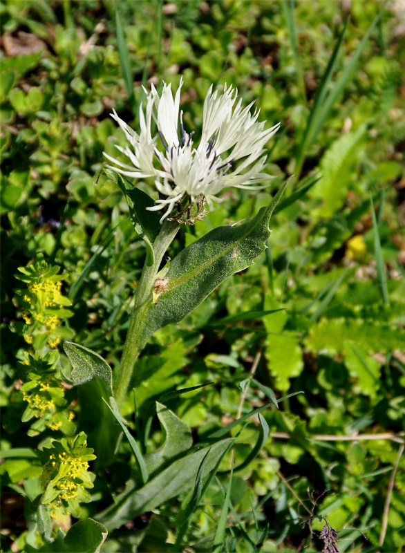 Image of Centaurea cheiranthifolia specimen.