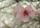 Prunus variety pissardii