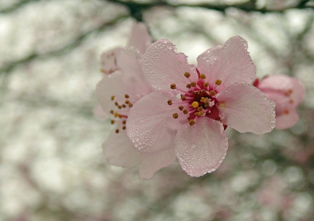 Image of Prunus cerasifera var. pissardii specimen.