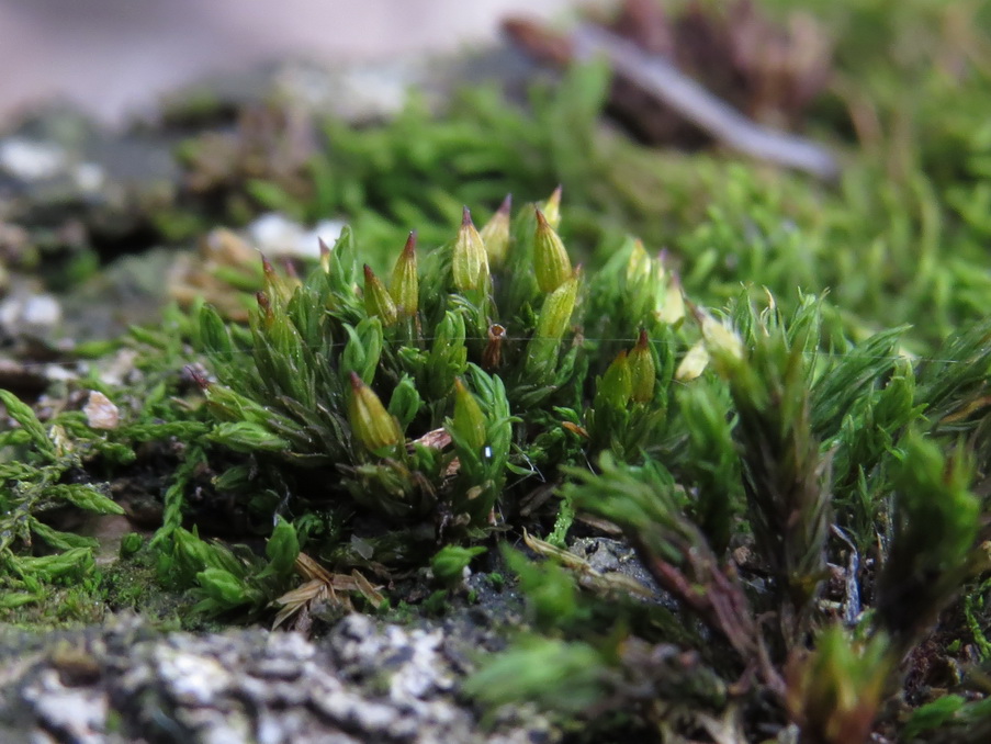 Image of genus Orthotrichum specimen.