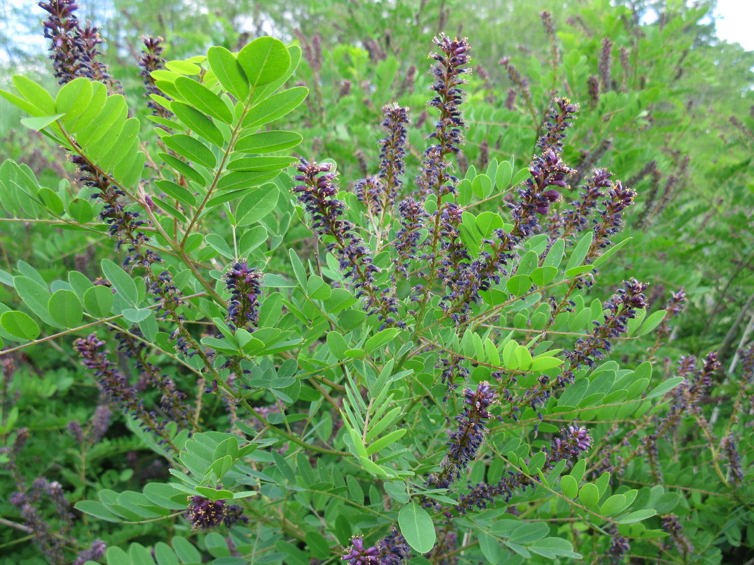 Изображение особи Amorpha fruticosa.