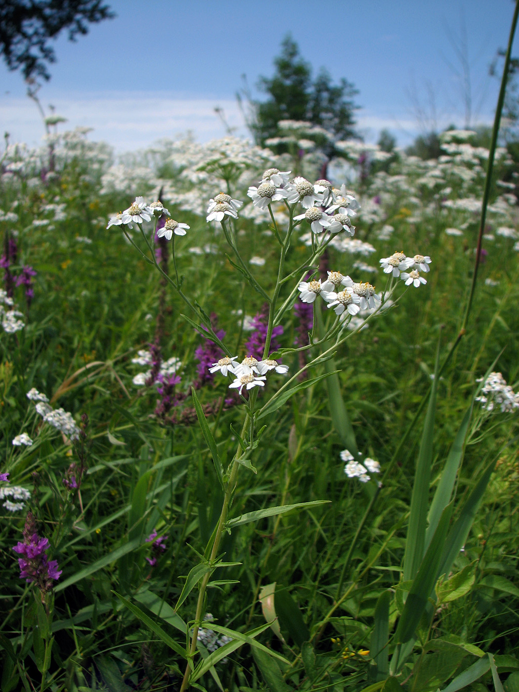 Image of Achillea cartilaginea specimen.