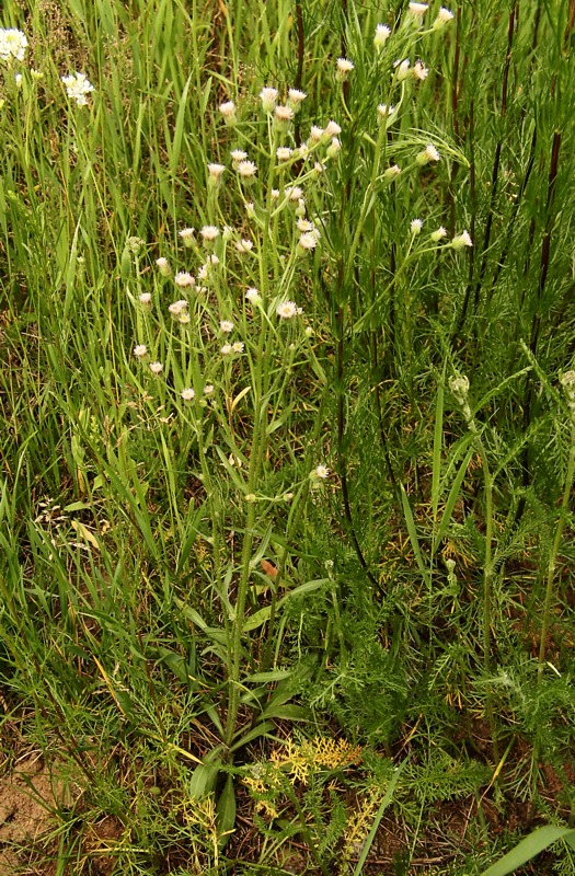 Image of Erigeron acris specimen.