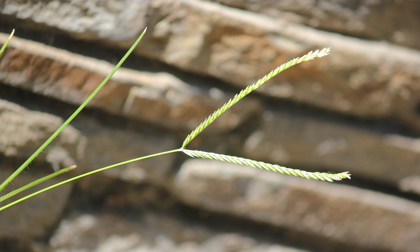 Image of Eleusine indica specimen.