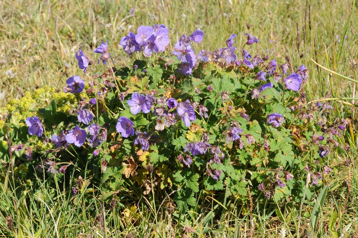 Image of Geranium saxatile specimen.