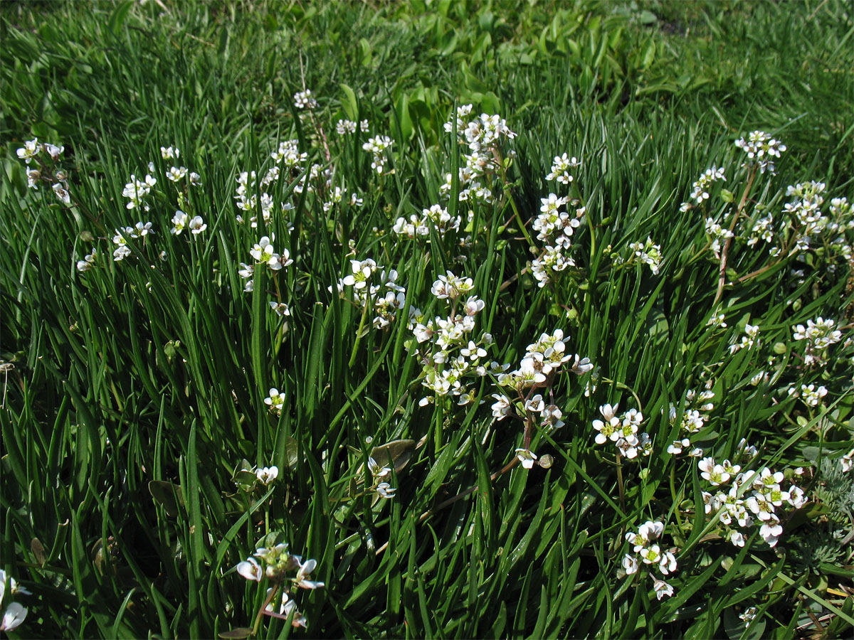 Image of Cochlearia anglica specimen.