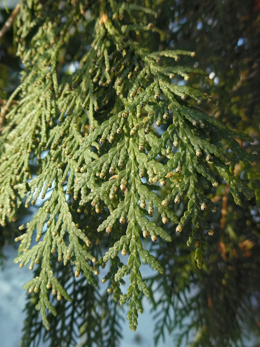 Image of Thuja occidentalis specimen.