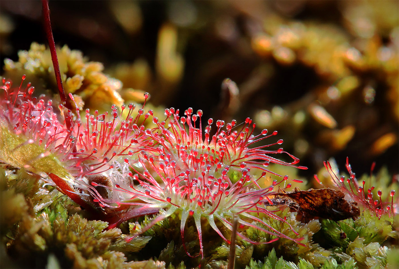 Изображение особи Drosera rotundifolia.