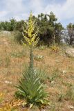 Verbascum songaricum. Цветущее растение. Узбекистан, Кашкадарьинская обл., Китабский р-н, перевал Тахтакарача, 1650 м н.у.м. 31 мая 2013 г.