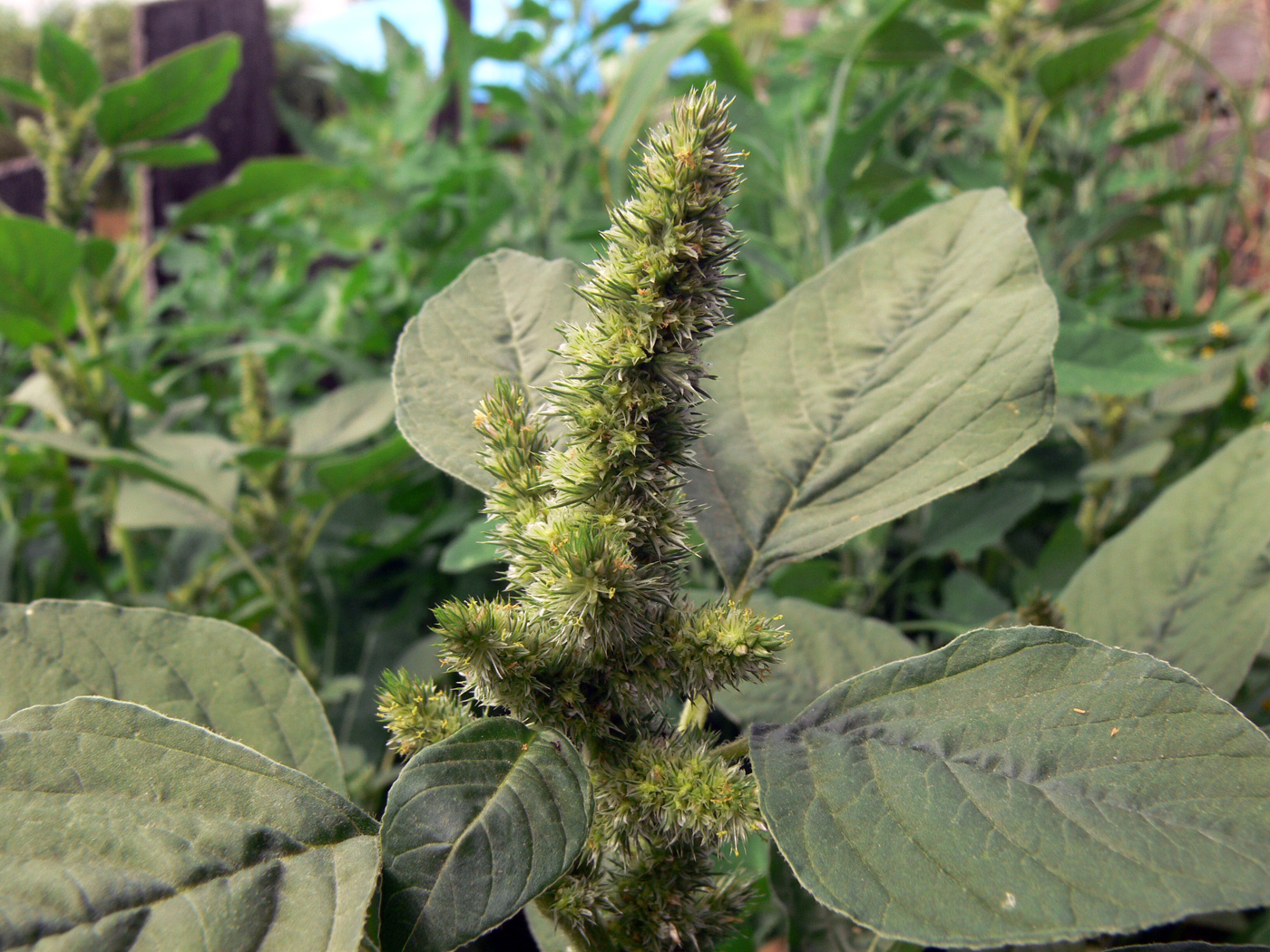 Щирица запрокинутая Amaranthus retroflexus