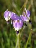 Dodecatheon hendersonii