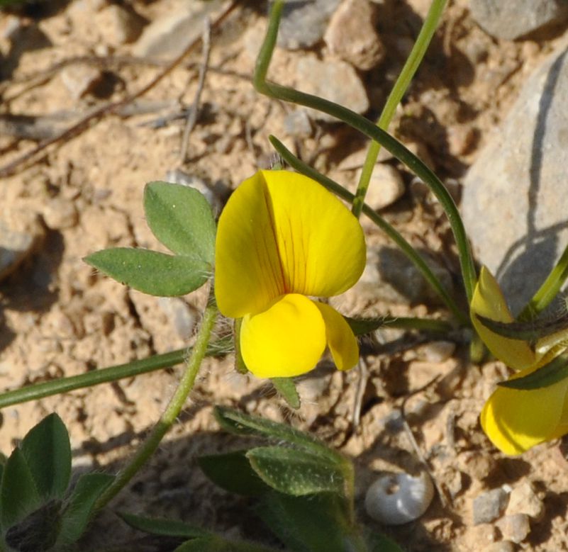 Изображение особи семейство Fabaceae.