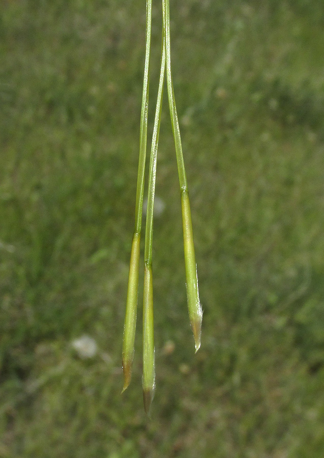 Изображение особи Stipa pontica.