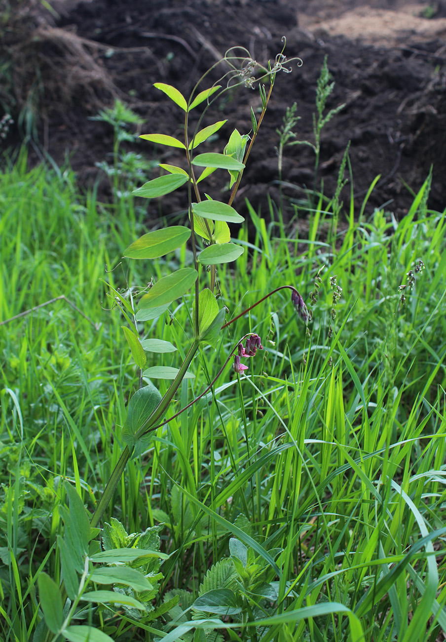 Изображение особи Lathyrus pisiformis.