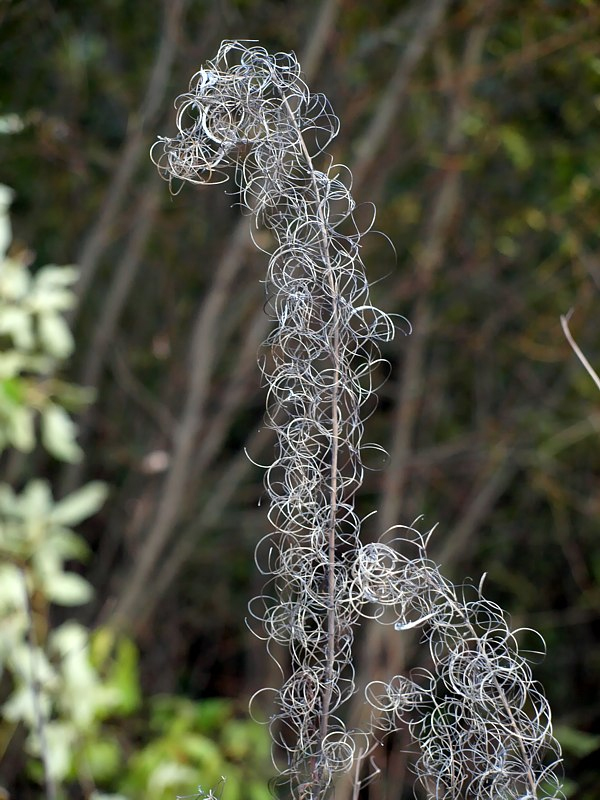 Image of Chamaenerion angustifolium specimen.