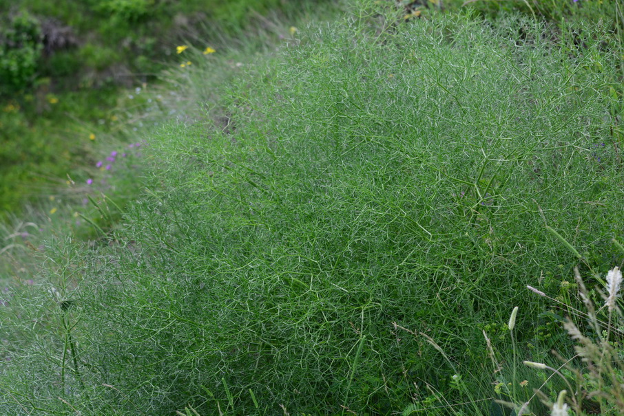 Изображение особи семейство Apiaceae.