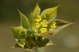 Bupleurum baldense