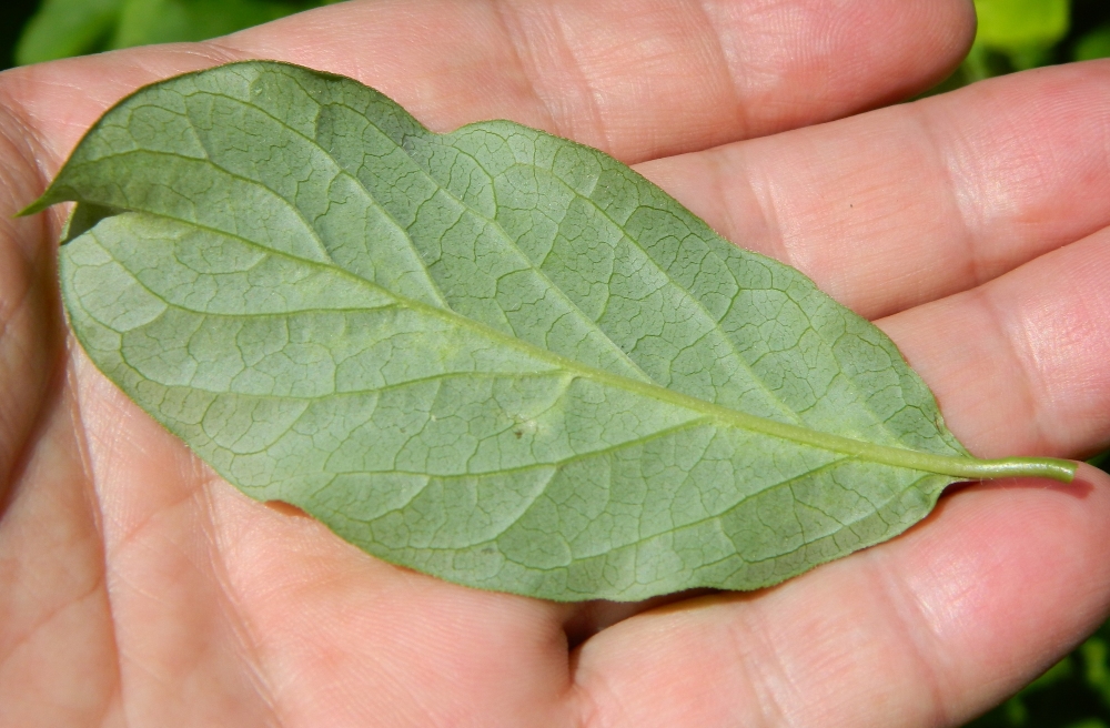 Image of Syringa &times; henryi specimen.