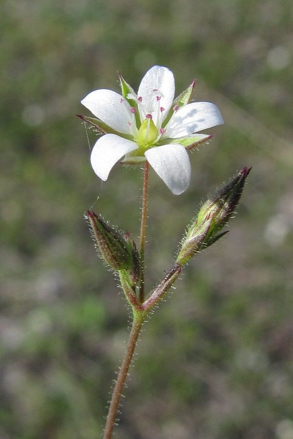 Изображение особи Minuartia hybrida.