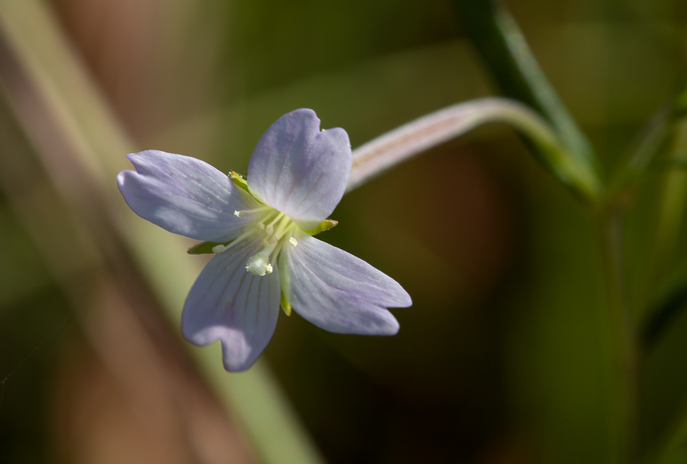 Image of Epilobium palustre specimen.