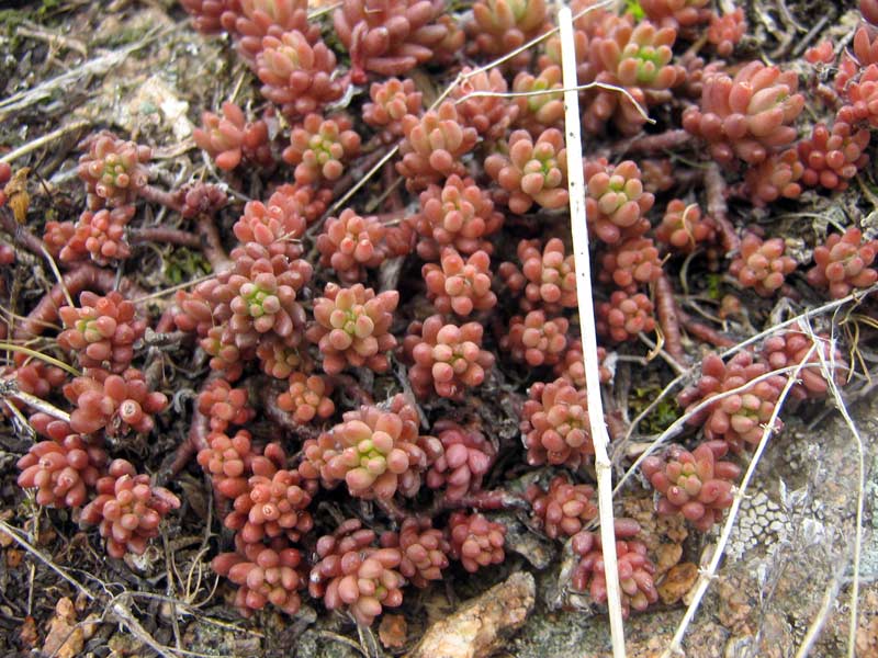 Изображение особи Sedum alberti.