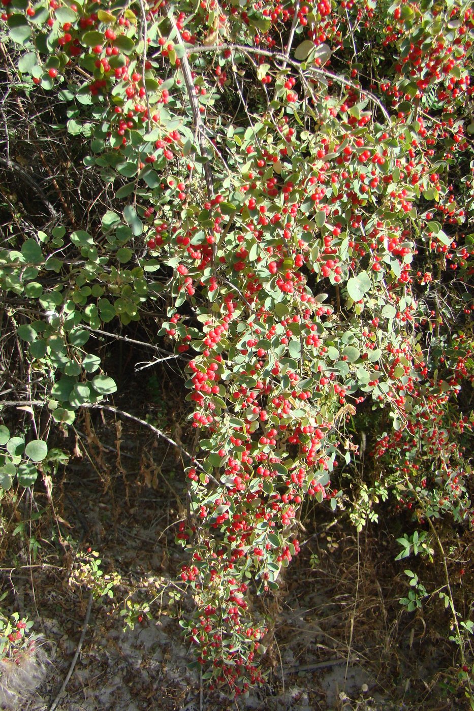 Image of Lonicera korolkowii specimen.