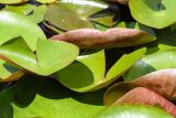 Nymphaea odorata