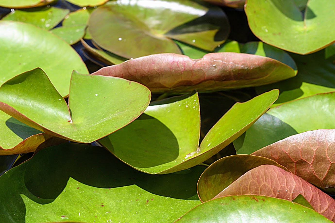 Image of Nymphaea odorata specimen.