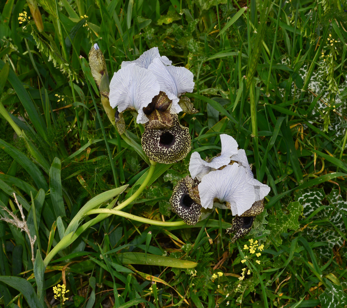 Image of Iris bismarckiana specimen.