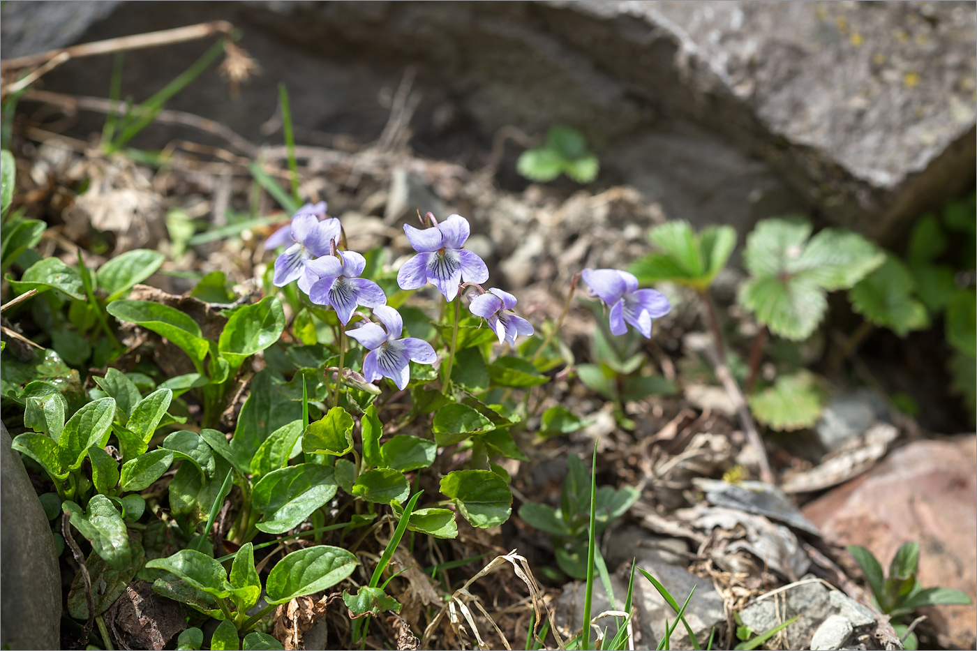 Image of genus Viola specimen.