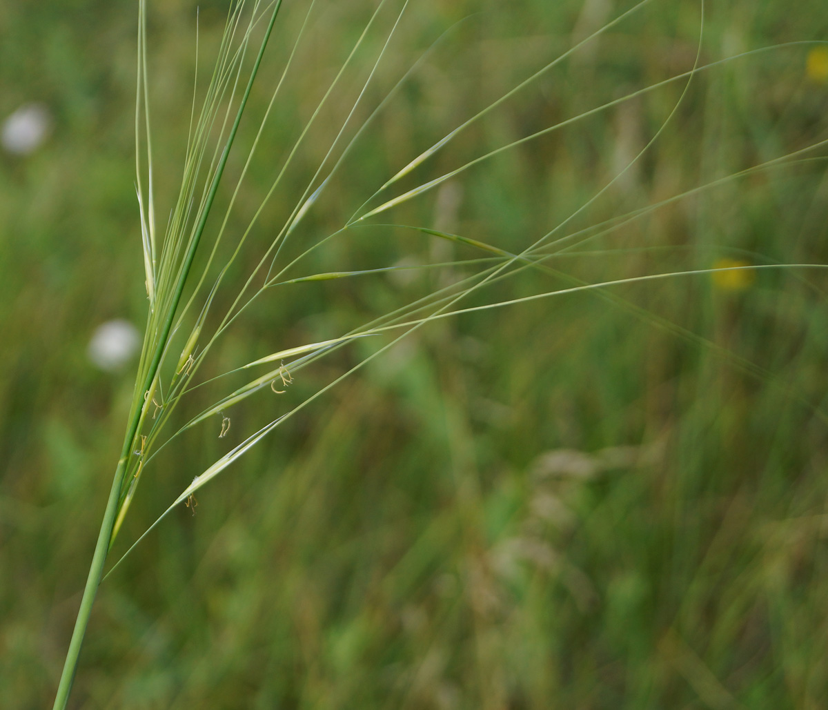 Изображение особи род Stipa.