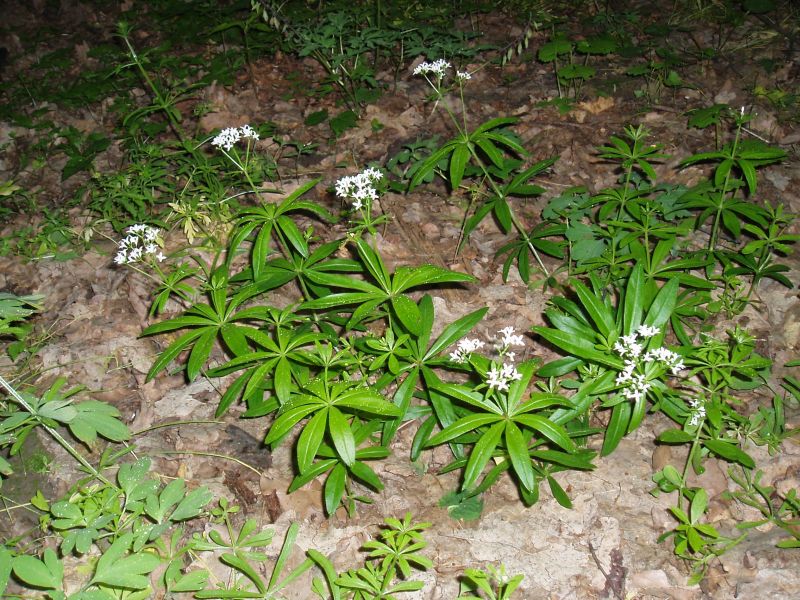 Image of Galium odoratum specimen.