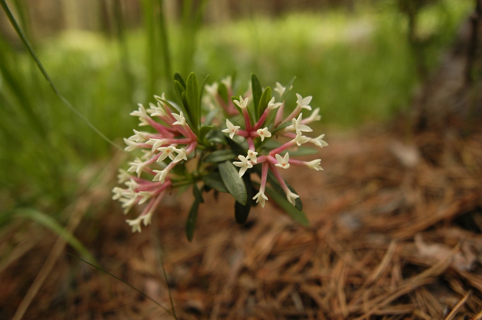 Image of Daphne glomerata specimen.