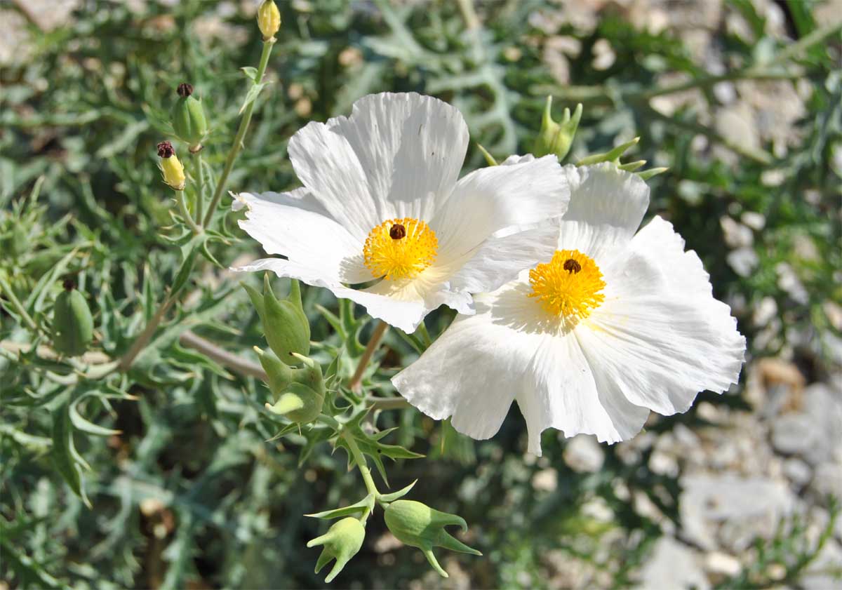 Image of Argemone corymbosa specimen.